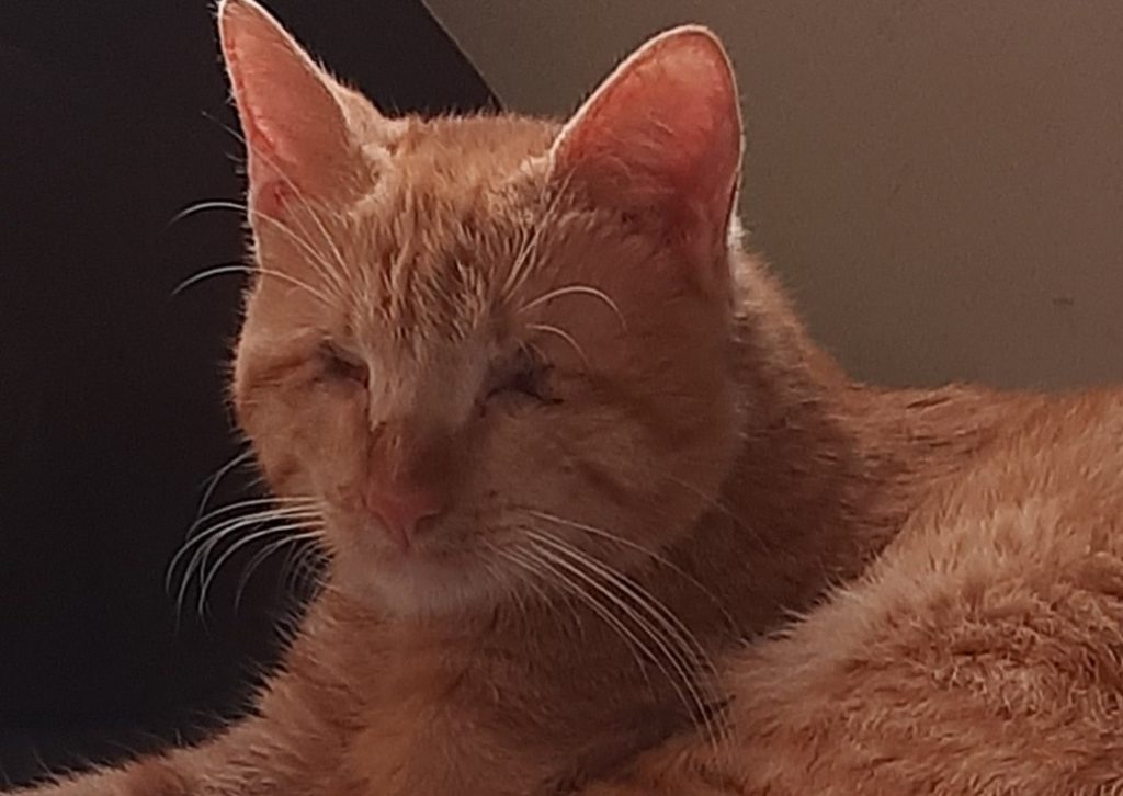 گربه نابینا مظلوم