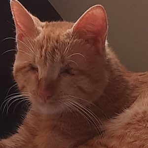 گربه نابینا مظلوم