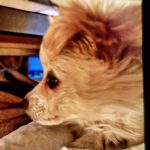 پامرانین ۳ماهه