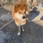 واگذاری میکس چاو چاو