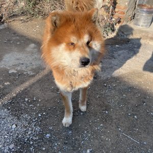 واگذاری میکس چاو چاو