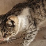 واگذاری  گربه