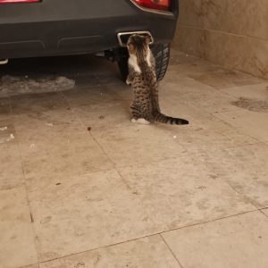 واگذاری  گربه