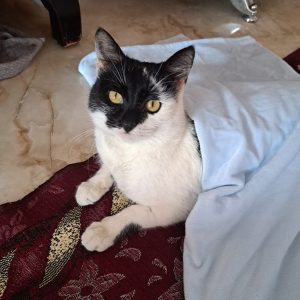 واگذاری گربه