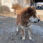 واگذاری میکس چاو چاو