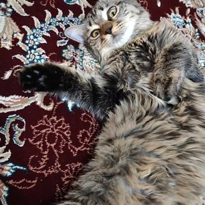 دختر کوچولو نژاد dlh