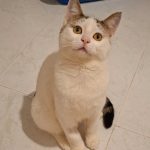 واگذاری پسر مهربون ۶ ماهه واکسینه