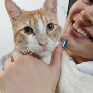 واگذاری بچه گربه 7 ماهه