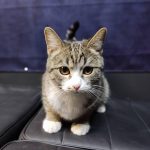 واگذاری گربه ماده