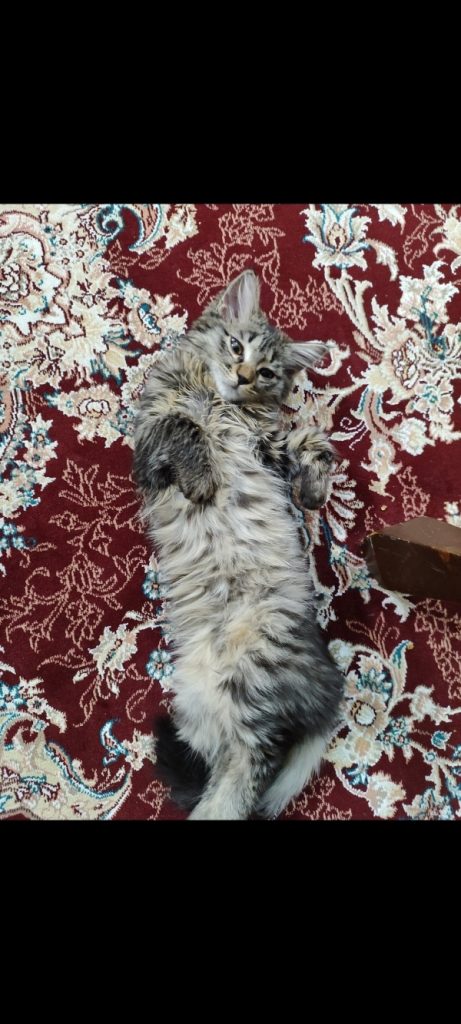 واگذاری گربه DLH