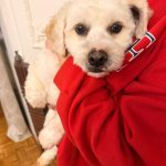 واگذاری سگ مهربون