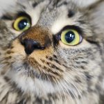 دختر کوچولو نژاد dlh