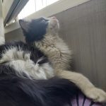 واگذاری گربه