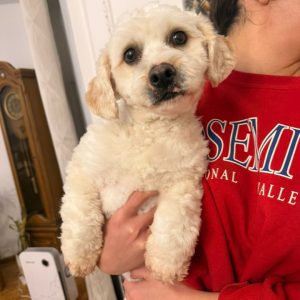 واگذاری سگ مهربون