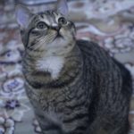 واگذاری گربه نر | DSH و کاملا خونگی و مهربون