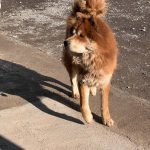 واگذاری میکس چاو چاو