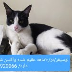 لوسیفر/نر/تاکسیدو