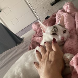 واگذاری رایگان گربه ۵ ماه کاملا سالم