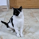 واگذاری گربه