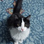 واگذاری گربه