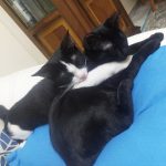 لوسیفر/نر/تاکسیدو