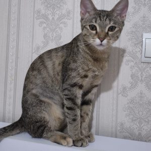 نبات خانم ۱۱ ماهه