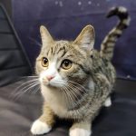 واگذاری گربه ماده