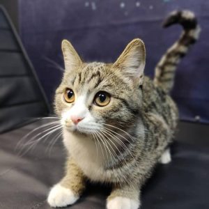 واگذاری گربه ماده