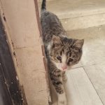 واگذاری  گربه