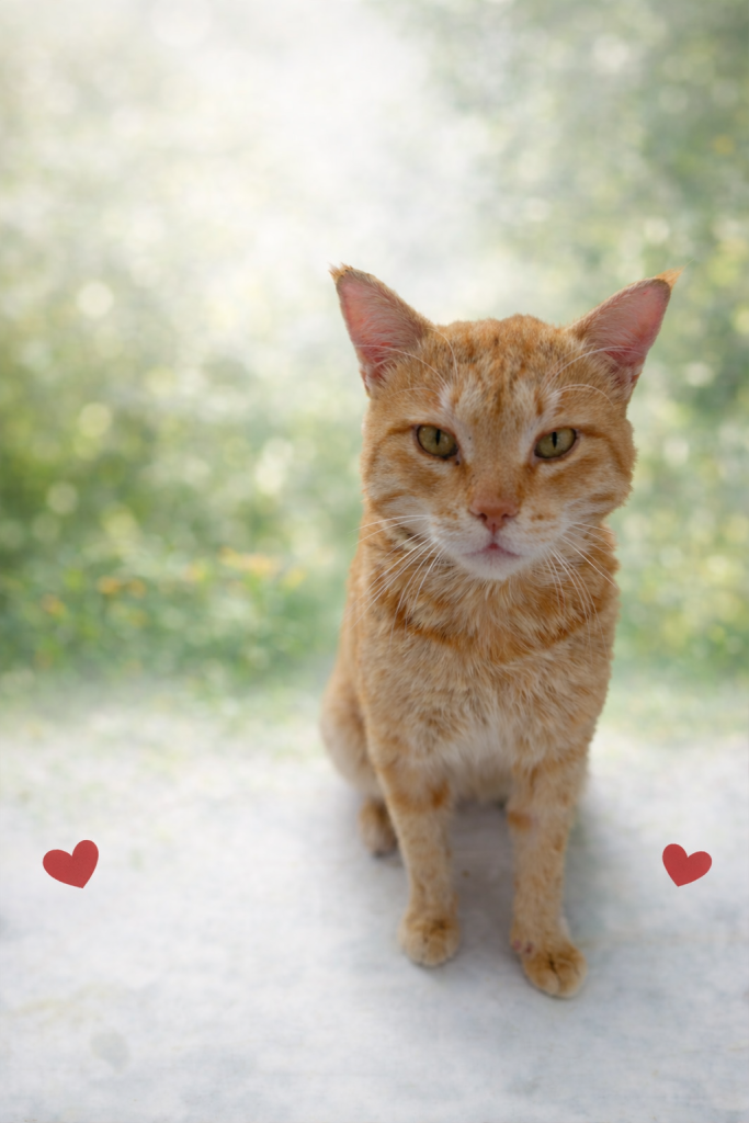 واگذاری فوری گربه دستی و مهربان