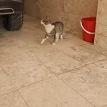 واگذاری  گربه