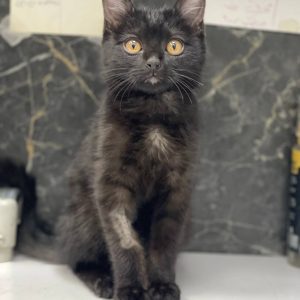 گربه سیاه DSH