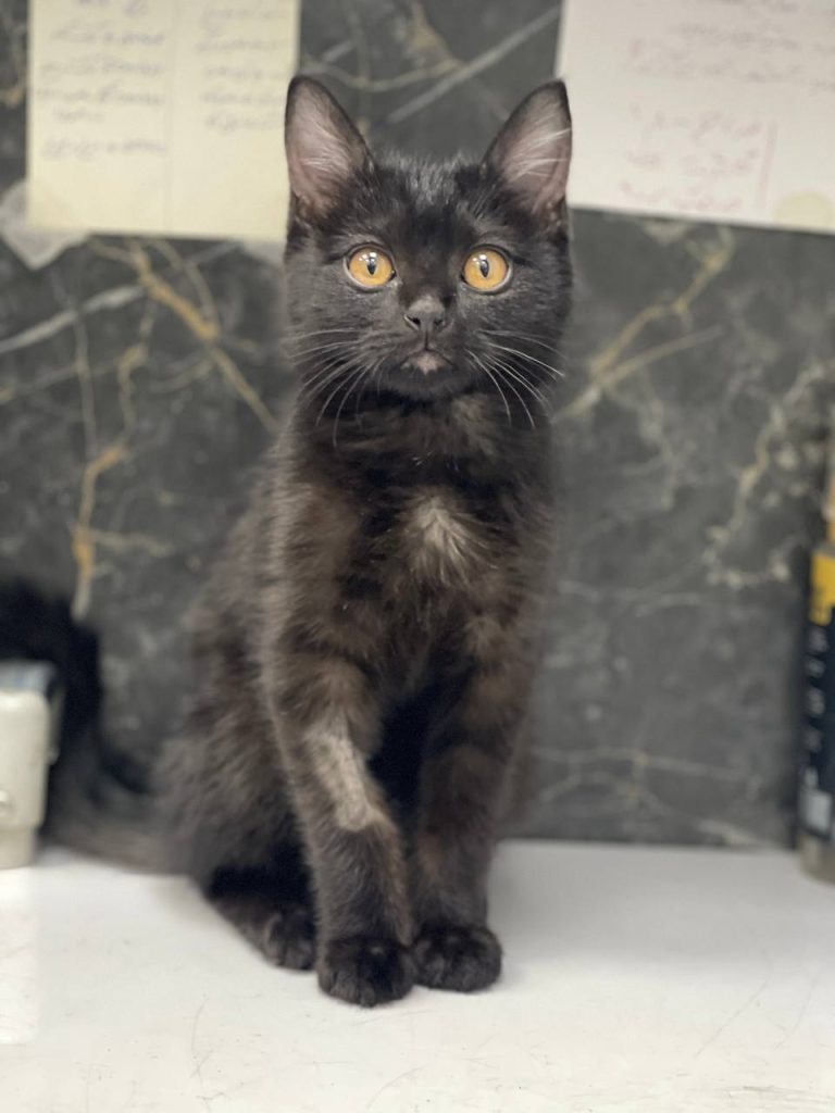 گربه سیاه DSH