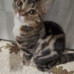 واگذاری گربه نر ۹ ماهه