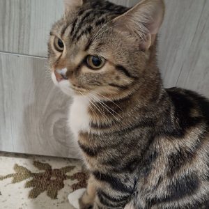 واگذاری گربه نر ۹ ماهه