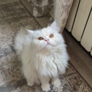 واگذاری گربه