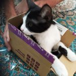 لوسیفر/نر/تاکسیدو