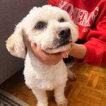 واگذاری سگ مهربون