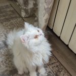 واگذاری گربه