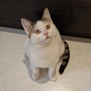 واگذاری پسر مهربون ۶ ماهه واکسینه