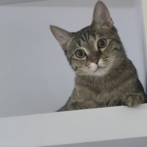 نبات خانم 11 ماهه