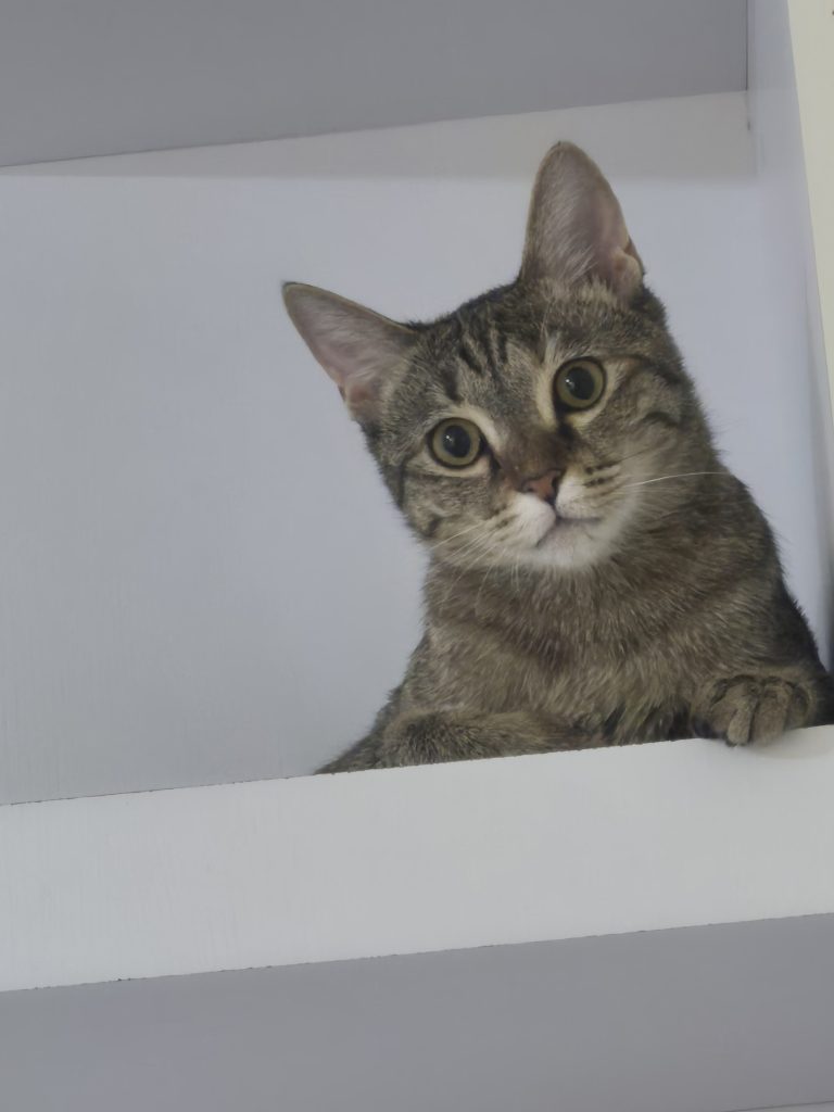 نبات خانم 11 ماهه