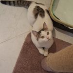 واگذاری پسر مهربون ۶ ماهه واکسینه