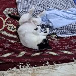 واگذاری گربه