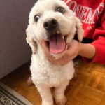 واگذاری سگ مهربون