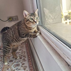 واگذاری گربه نر | DSH و کاملا خونگی و مهربون