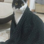 واگذاری گربه